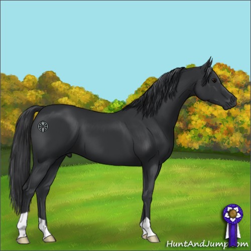 Horse Color:Black 