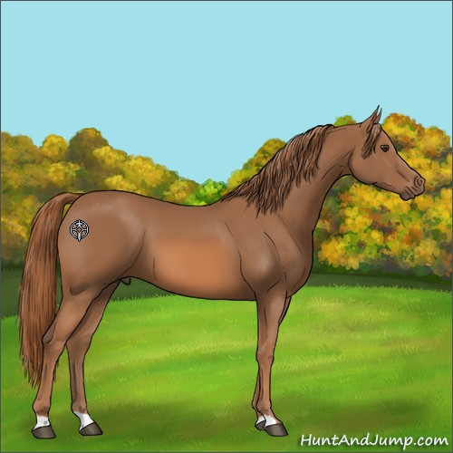 Horse Color:Chestnut 