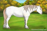 Horse Color:Gold Champagne Ice Roan Dun Sabino Splash
