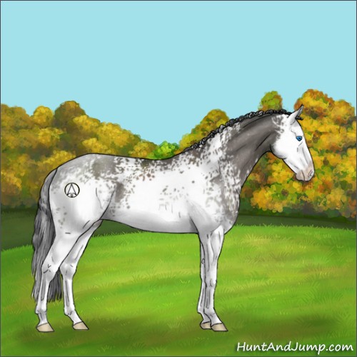Horse Color:White Spotted Grullo Sabino Splash Rabicano 