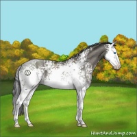 Horse Color:White Spotted Grullo Sabino Splash Rabicano 