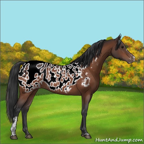 Horse Color:Bay Sabino Appaloosa Rabicano 