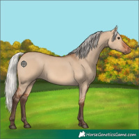 Horse Color:Silver Brown Dun 