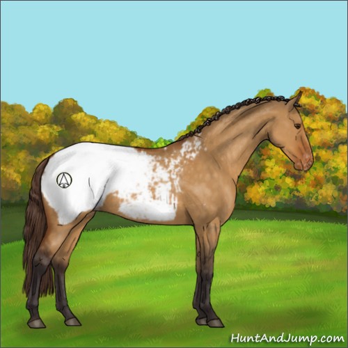 Horse Color:Buckskin Dun Appaloosa 