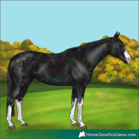Horse Color:White Spotted Midnight Black Ice 