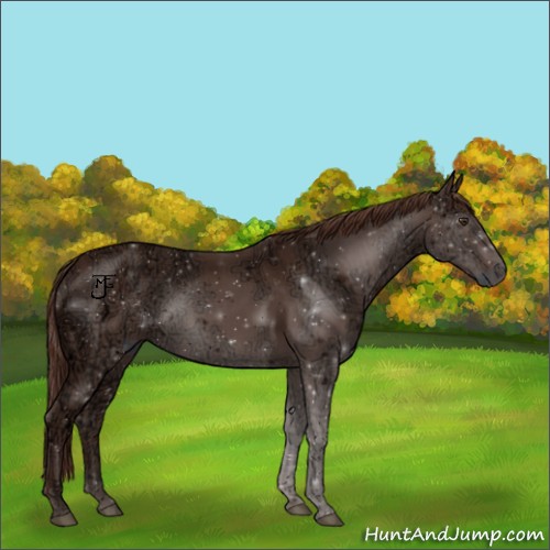 Horse Color:Liver Chestnut Ice 