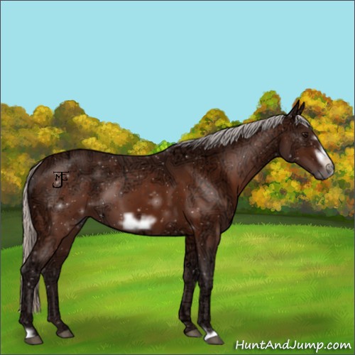 Horse Color:Silver Bay Ice Frame 