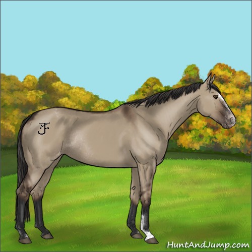 Horse Color:Liver Red Dun Sabino Appaloosa Rabicano
