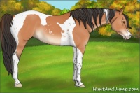 Horse Color:Bay Sabino Tobiano 