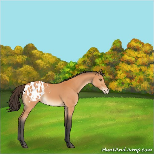 Horse Color:Bay Appaloosa 