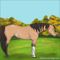 Horse Color:Bay Dun 