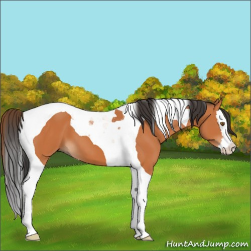 Horse Color:Bay Splash Tobiano 