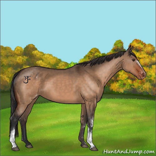 Horse Color:White Spotted Brown Dun Appaloosa 