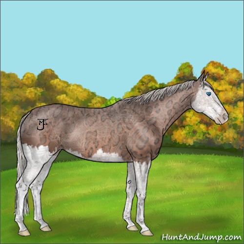 Horse Color:Silver Brown Ice Splash 