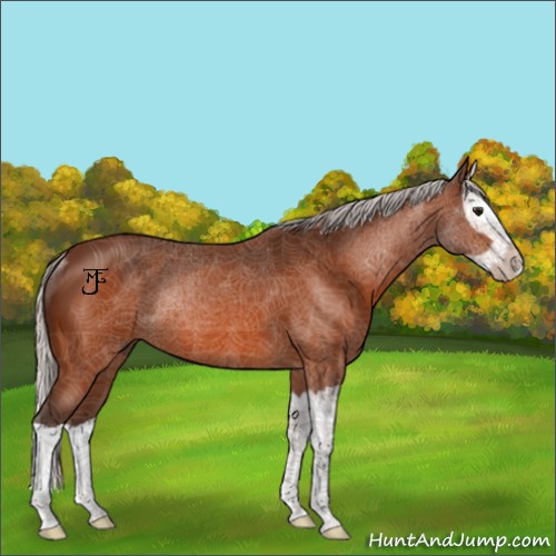 Horse Color:Silver Bay Splash Rabicano 