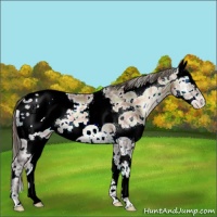 Horse Color:Plaid  White Spotted Brown Ice Onyx Splash Appaloosa Rabicano 