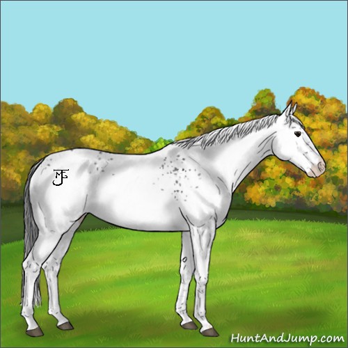 Horse Color:White Spotted Brown Ice and White Spotted Brown Ice