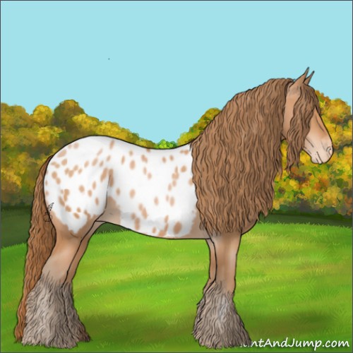 Horse Color:Bay Pearl Appaloosa 