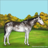 Horse Color:White Spotted Brown Ice