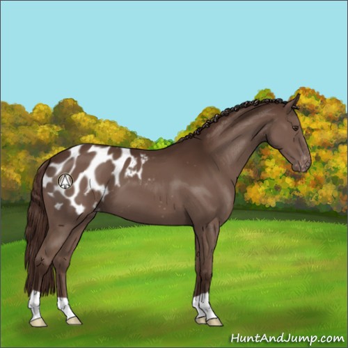 Horse Color:Liver Chestnut Appaloosa 