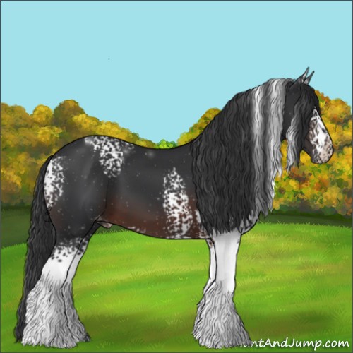 Horse Color:White Spotted Brown Appaloosa 