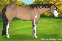 Horse Color:Brown Dun Sabino 