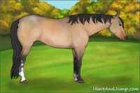 Horse Color:Brown Dun Sabino 