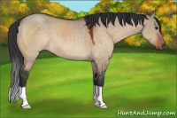 Horse Color:Brown Dun 