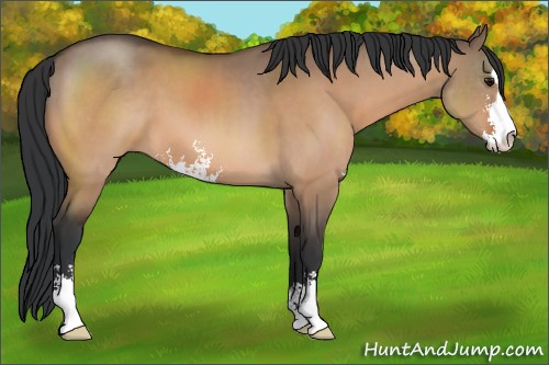 Horse Color:Bay Dun Sabino 