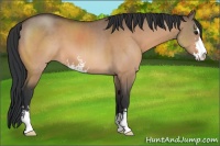 Horse Color:Bay Dun Sabino 