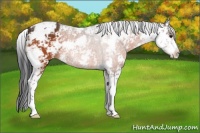 Horse Color:Bay Sabino 