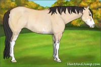 Horse Color:Bay Dun Sabino Rabicano 