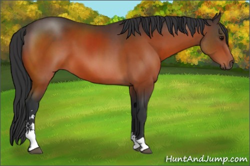 Horse Color:Bay Sabino 
