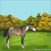 Horse Color:Brown Dun Sabino Appaloosa