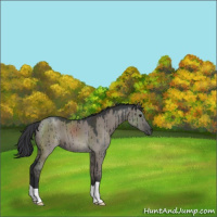 Horse Color:Grullo Brindle 