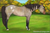 Horse Color:Brown Dun Appaloosa Brindle 