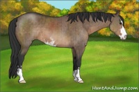 Horse Color:Brown Dun Sabino Brindle 