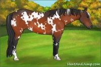 Horse Color:White Spotted Bay Sabino 
