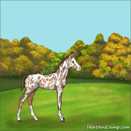 Horse Color:Chestnut Splash Appaloosa 