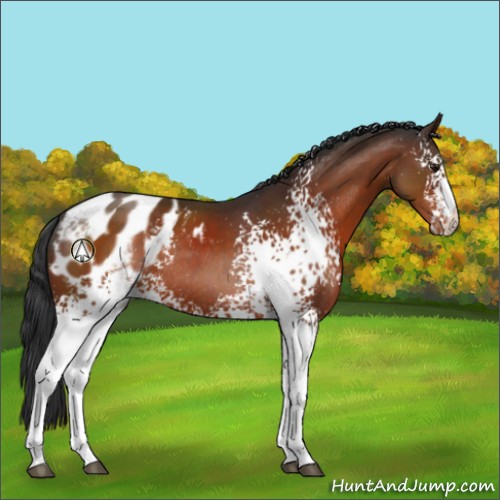 Horse Color:White Spotted Bay Sabino Appaloosa Rabicano 