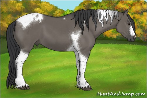Horse Color:Grullo Tobiano 