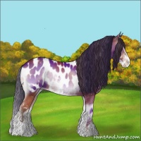 Horse Color:Bay Onyx Sabino Blanket Rabicano 