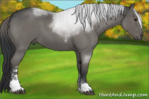 Horse Color:Grullo Roan Sabino 