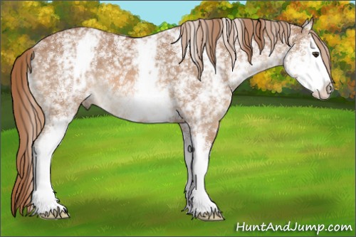 Horse Color:White Spotted Chestnut Sabino 