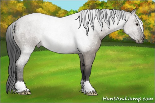 Horse Color:Grullo Roan Rabicano 