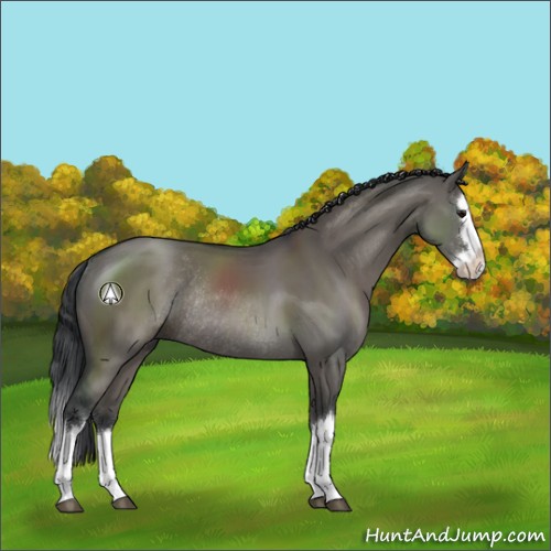 Horse Color:Grullo Sabino Splash Rabicano 