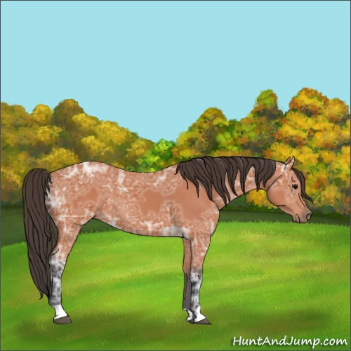 Horse Color:Bay Ice