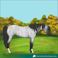 Horse Color:Blue Roan 