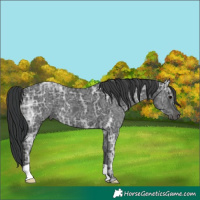 Horse Color:Black Ice 