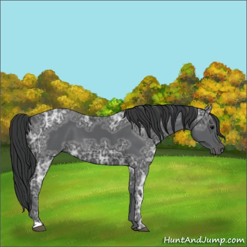 Horse Color:Black Ice